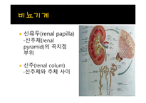비뇨기계 (Urinary System) 에 대해서 -4