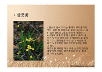 야생자원 관리학 붓꽃의 종류-3