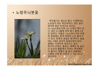 야생자원 관리학 붓꽃의 종류-6
