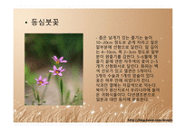 야생자원 관리학 붓꽃의 종류-9