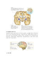 뇌의 구조와 기능-3