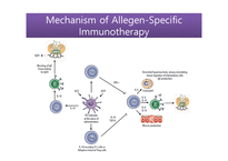 의대 본과 4학년 PK과제 Updateinthe Mechanisms of AllergenSpecific Immunotherapy-19
