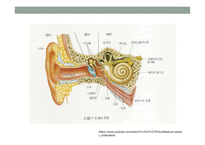 청각기관의 해부 및 생리-2