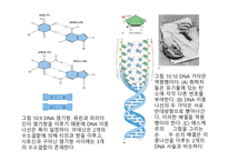 생명체의 특성 생명의 연속성 세포주기 감수분열 형질의 유전 염색체 DNA 구조와 기능 유전공학-10
