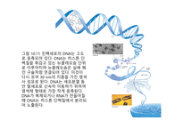 생명체의 특성 생명의 연속성 세포주기 감수분열 형질의 유전 염색체 DNA 구조와 기능 유전공학-11