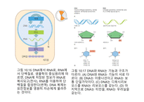 생명체의 특성 생명의 연속성 세포주기 감수분열 형질의 유전 염색체 DNA 구조와 기능 유전공학-15