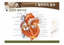 [해부학 A+] 심혈 관계(Cardiovascular System) 용어 정의 및 분석-4