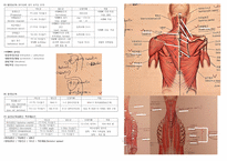 인체해부학 근육, 뼈 정리본-8