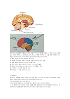 뇌구조와 기능-3