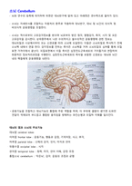 해부생리학-뇌척수신경계통-8