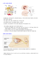 해부생리학-뇌척수신경계통-13