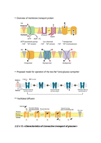 [학사] [생명과학] membrane synthesis&transport-14