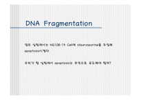 [분자 생물학] DNA Fragmentation Assay-13