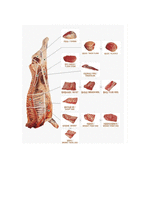 [식품재료학] 쇠고기 분류-1