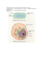 [생화학개론] 세포의 구조-2