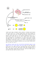 [의학] 혈청지질 Leptin에 대한 이론조사0k-5