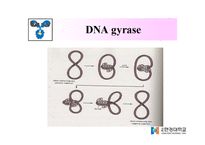 DNA Polymerase(DNA 중합효소)-5