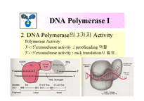 DNA Polymerase(DNA 중합효소)-10