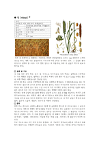 [재배학] 밀과 콩의 생육과정-1