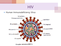 에이즈와 HIV 레포트-4