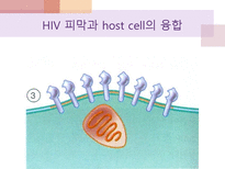 에이즈와 HIV 레포트-9