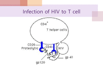 에이즈와 HIV 레포트-13