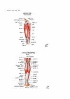 [헬스 트레이너] 다리의 각부위별 명칭 및 그 운동법에 대하여-1