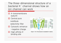 이온 채널과 막의 전기적 성질(ion channels 와 membrane의 electrical properties)-7