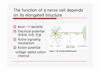 이온 채널과 막의 전기적 성질(ion channels 와 membrane의 electrical properties)-9