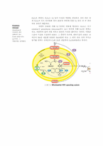 [생물학] Mitochondrial Metabolisms(미토콘드리아의 대사)-12