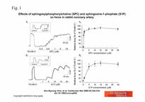 [논문발표 PPT] Comparison of contractile mechanisms of sphingosylphosphorylcholine and sphingosine-1-phosphate in rabbit coronary artery-11