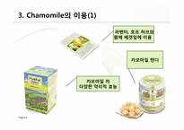 [식품향미학] Chamomile flavor-6
