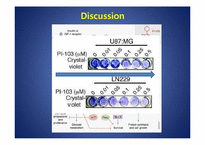 [약품분자생물학] PI-103 which inhibits both PI3 kinase & mTOR in malignant glioma-14