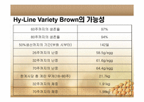 [축산학] Hy-Line Brown-5