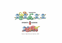 [생화학]Methylation Markers for Small Cell Lung Cancer in Peripheral Blood Leukocyte DNA(영문)-5