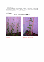 [식물생리학] Experiment Arabidopsis thaliana-8