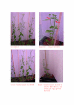 [식물생리학] Experiment Arabidopsis thaliana-9