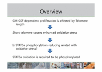 [생화학] Telomere 쇼트닝과 Oxidative Stress가 STAT5a에 미치는 영향-5