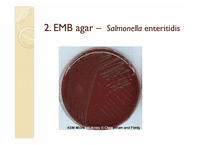[임상화학] Enterobacteriaceae(장내세균과)세균 분리를 위한 선택배지)-20