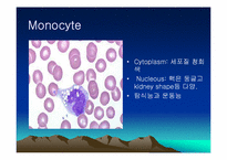 [임상화학] 백혈구의 형태-11