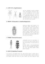 [수서곤충][수생곤충][물장군][물방개][곤충]수서곤충(수생곤충)정의, 수서곤충(수생곤충)생태, 수서곤충(수생곤충)분류, 수서곤충 물장군,물방개-7