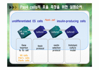 [세포생물학] Pax4 gene expression에 의한 Insulin 생성세포 분화촉진-5