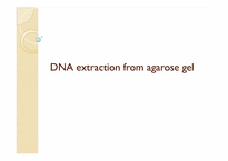[생태학실험] agarose gel을 이용한 DNA 분리-1