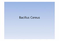 [미생물학] 바실러스 세레우스(Bacillus cereus) 실험-1
