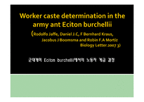 군대개미 Eciton burchellii에서의 노동자 계급 결정-1