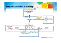 [생화학] Targeting micro-RNAs in cancer-6