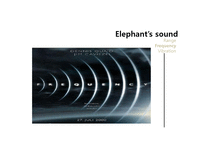 코끼리의 의사소통과 상호작용(영문)-16
