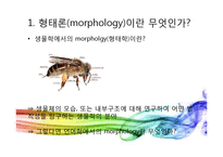 [언어학] 형태론(morphology)-3