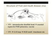 [생물학] 구제역바이러스(foot and mouth disease virus)(영문)-9