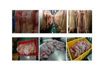 [식품영양학] 도매시장 조사-소, 돼지 및 난류-17